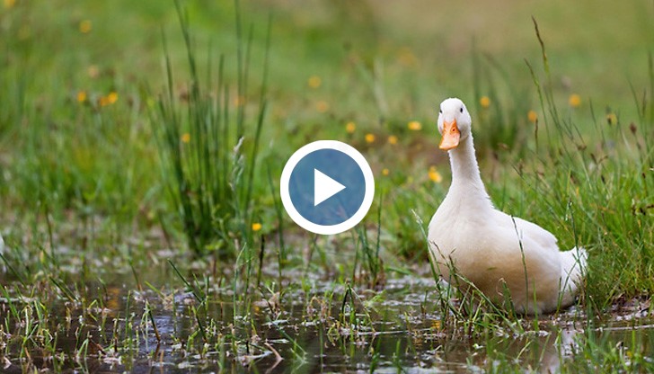 Инцидентът стана по време на фолклорен обичай, който води началото си от 1918 година