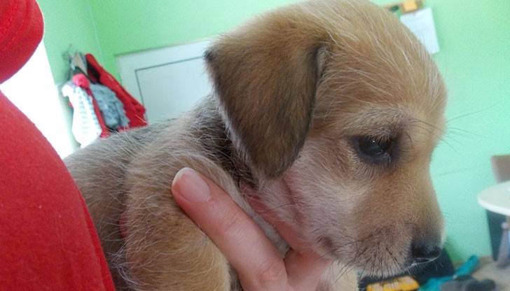 От приюта: Кротка е. На 2-3 месеца.Ако някой се заинтересува да ни пише