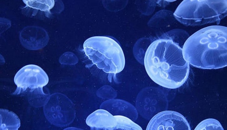 Медузите, които побъркаха плажуващите този уикенд, са тип "зелка" - големи с пипала Медузите, които побъркаха плажуващите този уикенд, са тип "зелка" - големи с пипала