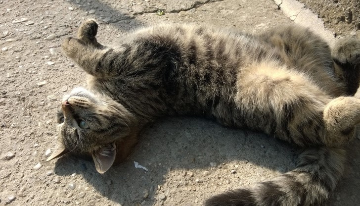 Не знам какъв човек трябва да си, за да искаш да причиниш смърт на някое животно