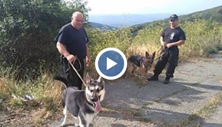 Над 40 души – полицаи, планински спасители и доброволци, заедно с 3 следови кучета, издирват 85-годишен дядо из Балкана