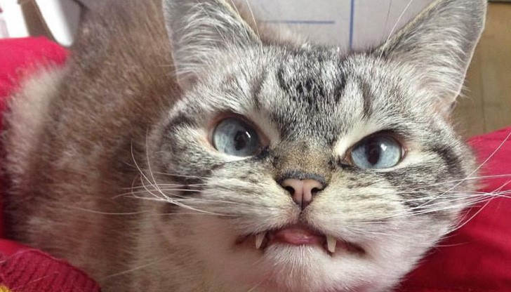 Собственичката й Кит признава, че не е подозирала, че домашният й любимец ще има толкова особен външен вид Собственичката й Кит признава, че не е подозирала, че домашният й любимец ще има толкова особен външен вид