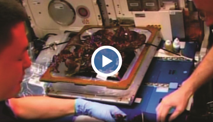 Астронавтите на борда на Международната космическа станция отгледаха марули