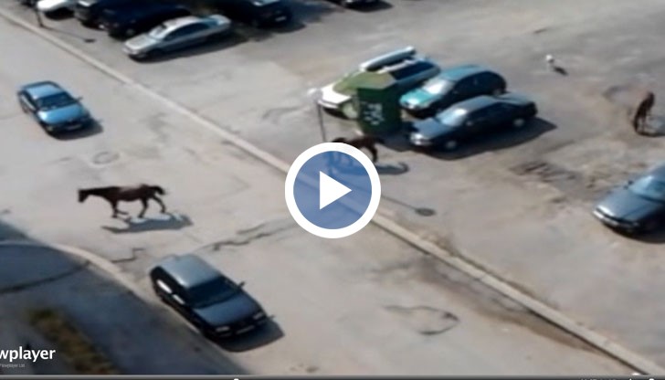 Конете се движат напълно безпризорно из улиците на квартал "Овча Купел"