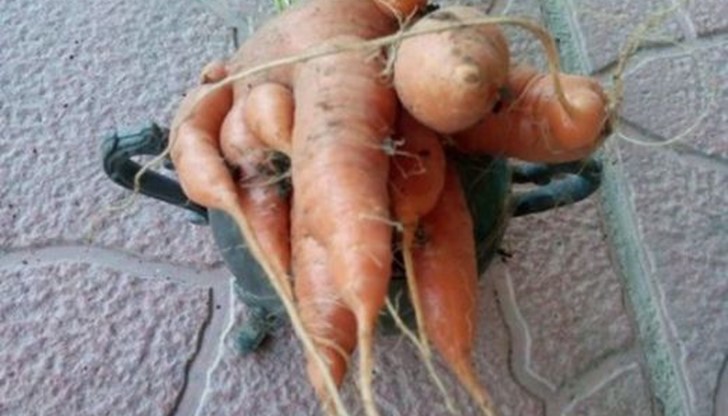 Диана Мавродиева извадила морков с 13 корена