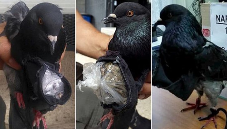 Птицата е пренасяла в себе си 14 гр. кокаин