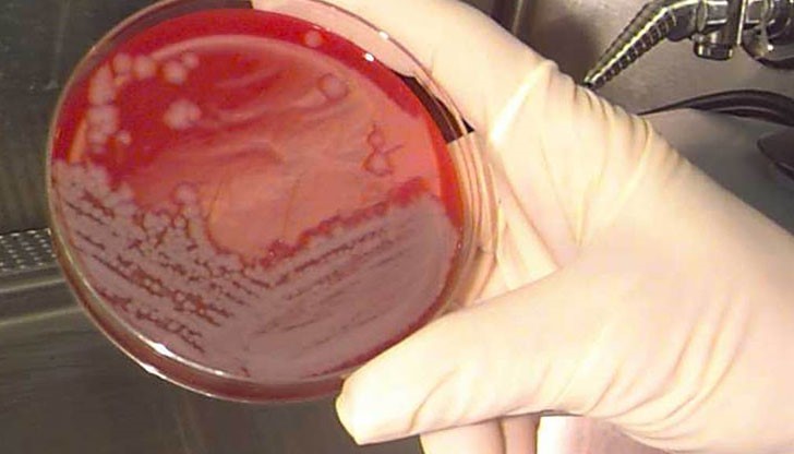 Областният управител апелира към представителите на МВР да засилят контрола върху всеки един транспорт с живи животни Областният управител апелира към представителите на МВР да засилят контрола върху всеки един транспорт с живи животни