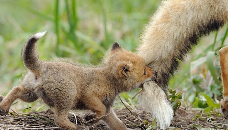 Вижте трогателни снимки, които показват как животните се грижат всеотдайно за своите малки