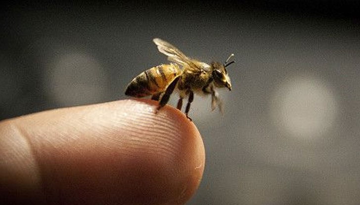 Първа помощ при ужилване Първа помощ при ужилване