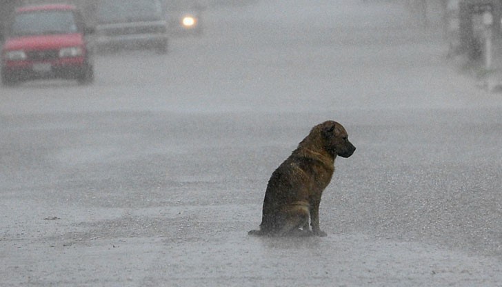 Когато е студено и мокро, моля те, пусни ме вътре … за мен няма по-голяма привилегия да седя в краката ти до огнището. .. аз ще те следвам през лед и сняг … защото ти си мой бог … и аз съм твой предан поклонник