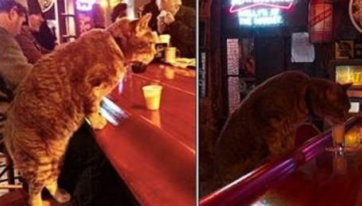 Снимка с чаровния рижав котарак, който си пие кротко питието на бара, направи сензация в интернет