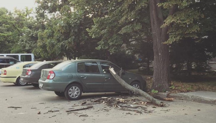 Дървото се намира на площад "Дунав" пред блок "Калоян" в Русе