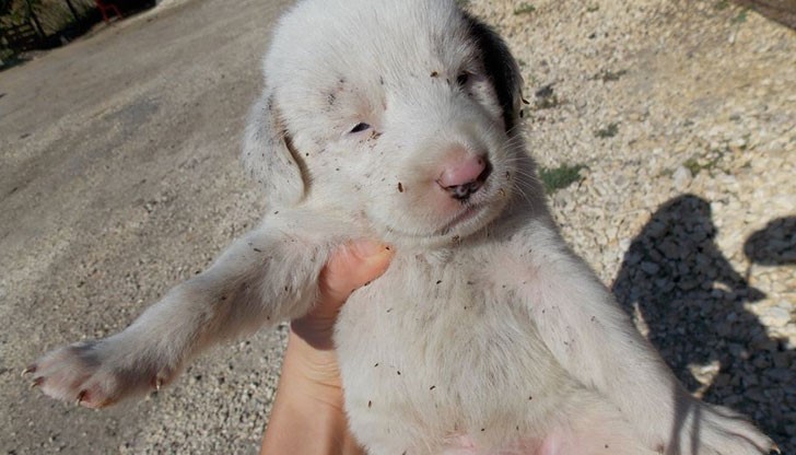 Поредните изоставени и захвърлени пред приюта кученца