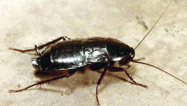 Хлебарките могат да живеят без глава. И не – това не е нещото, което ги убива! Те умират, защото няма как да се хранят!