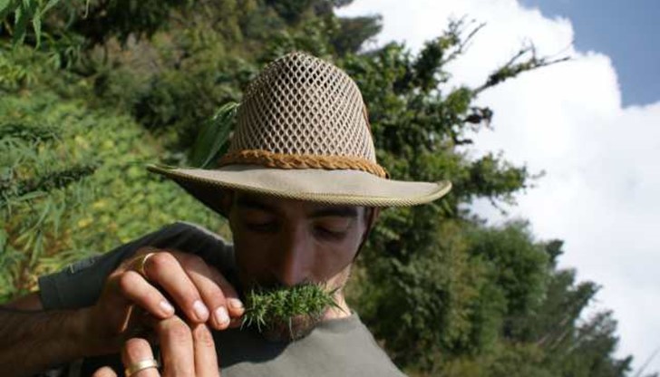 "Роскомнадзор" предупреди, че ще блокира руската Wikipedia, освен ако въпросната статия за "чарас" не бъде свалена от сайта. "Роскомнадзор" предупреди, че ще блокира руската Wikipedia, освен ако въпросната статия за "чарас" не бъде свалена от сайта.