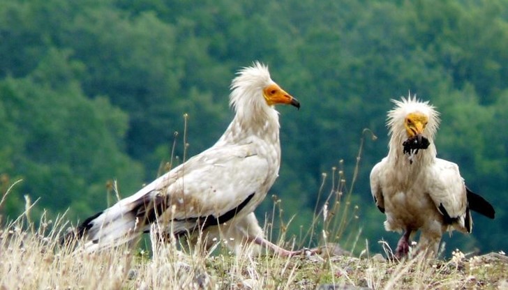 В Природен парк Русенски Лом гнезди една от последните двойки египетски лешояди в страната ни