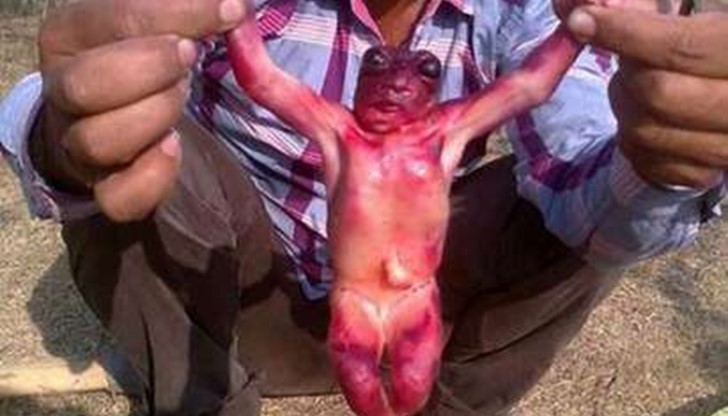 Уфолози спорят дали е гном или извънземно