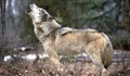 Вълк избяга от зоологическата градина в Благоевград