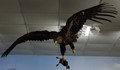 Препариран Морски орел обогати експозицията на Екомузей с аквариум