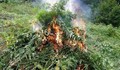 Полицаи изгориха половин тон марихуана