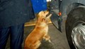 Митническото куче Рони откри оранжерия с канабис в Русе