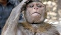 Китай създаде спецотряд от маймуни