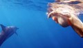 Бременна ще ражда при делфините на Хаваите