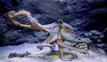 Октоподите може би са извънземни
