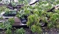 Дърво падна върху "БМВ" на улица "Плиска"