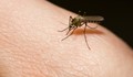 Български комари вече сеят нилска треска