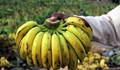 Кога бананите убиват?