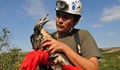 Спасиха малък египетски лешояд в резервата "Русенски Лом"