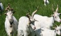 Гръцки кози са донесли масовата зараза на хора и животни с бруцелоза в Рила