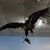 Препариран Морски орел обогати експозицията на Екомузей с аквариум