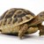 Най-бързата костенурка препуска с 1 км/ч
