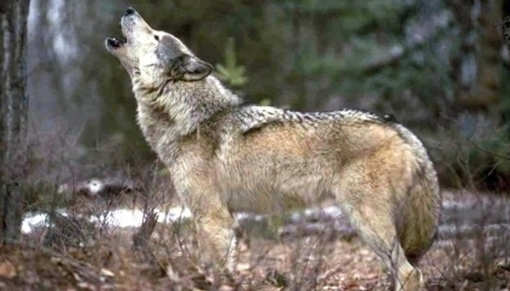 Посетителите на зоопарка в момента се евакуират /снимката е илюстративна/