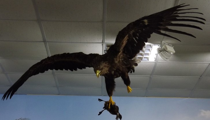 Видът е защитен от Закона за биологичното разнообразие и е включен в Червената книга на България