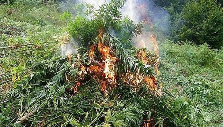 Наркотикът бил открит при акция вчера между 9.00 и 18:00 часа в необитаван дом в село Градище / Снимката е илюстративна Наркотикът бил открит при акция вчера между 9.00 и 18:00 часа в необитаван дом в село Градище / Снимката е илюстративна