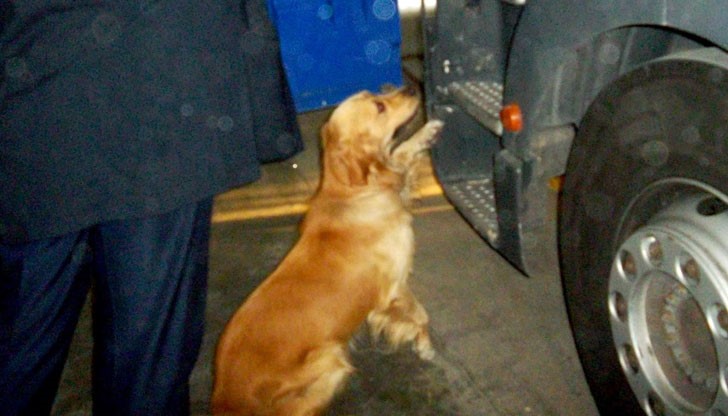 По време на полицейските действия, с помощта на специално обученото митническо куче Рони, в помещения са открити 13 саксии с канабис