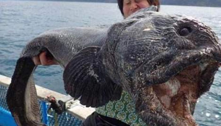 Според специалистите рибата е ивичеста зъбатка. Те обитават Тихия и Атлантическия океан