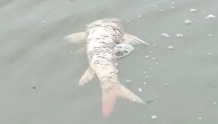 Излета ни бе помрачен от гледката на умряла риба плуваща до брега