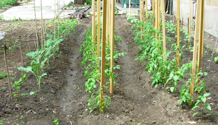 В момента от данък върху имота са освободени всички земеделски земи и горите В момента от данък върху имота са освободени всички земеделски земи и горите