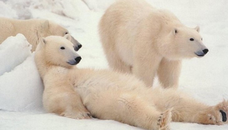 Според норвежката Зелена партия това е идеалното място за интеграция