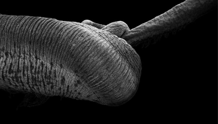 Те са нежни и емоционални гиганти