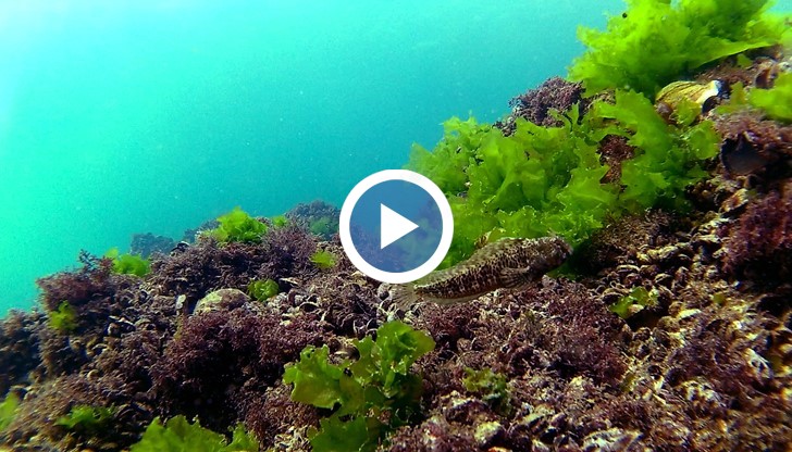 Ето как изглежда заливът Болата под водата