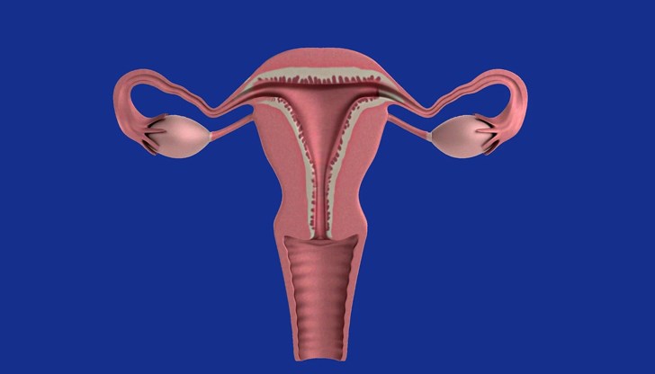 Кистите на яйчниците са много често срещано явление Кистите на яйчниците са много често срещано явление