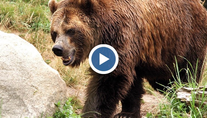 Мечката оставила синини по тялото на 70-годишния Румен Буков