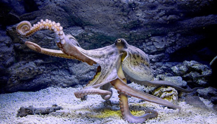 Ако ще търсим извънземен живот, по-добре първо да погледнем на Земята, или по-скоро във водата Ако ще търсим извънземен живот, по-добре първо да погледнем на Земята, или по-скоро във водата