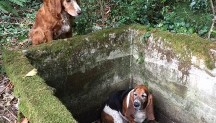 Трогателна история сътвориха Фиби и Тили - басет и сетер