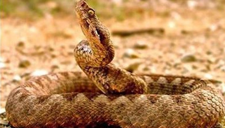 Макар мъжът да е в стабилно състояние, пенисът ме у издут и покрит с пълни с течност места Макар мъжът да е в стабилно състояние, пенисът ме у издут и покрит с пълни с течност места